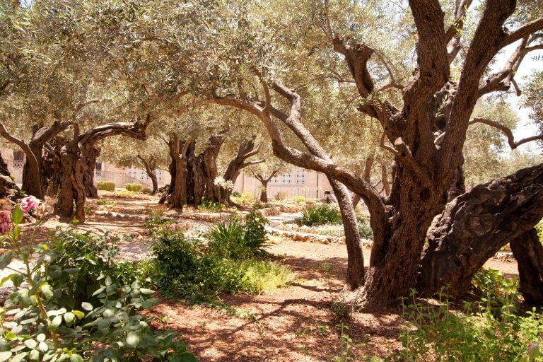 Garden of Gethsemane/Church of All Nations Visit Israel Visit Israel